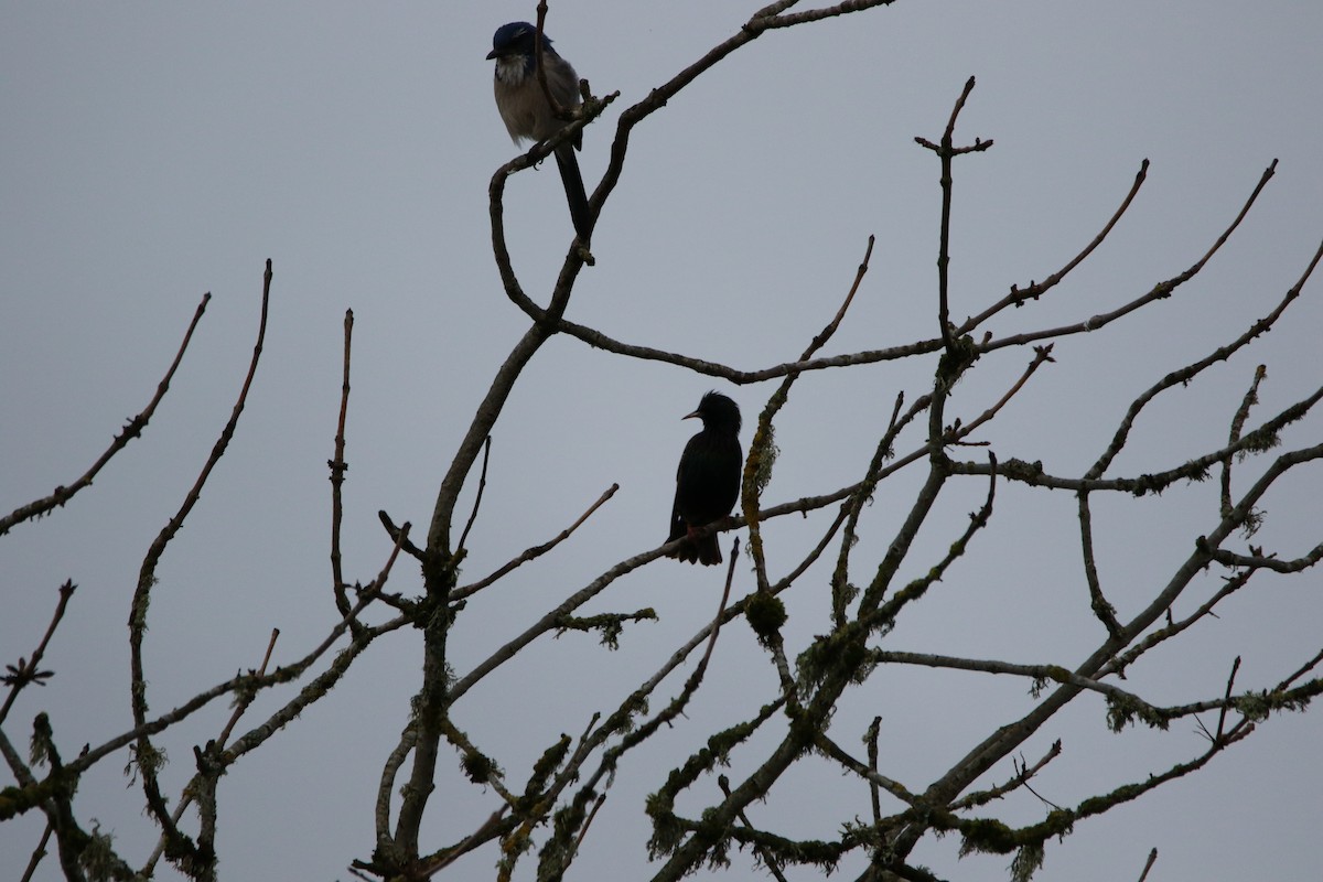 European Starling - ML522340201