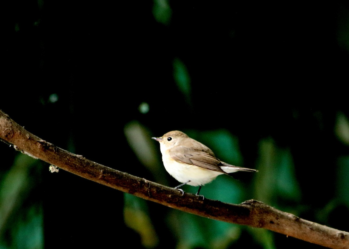 Red-breasted Flycatcher - ML52234021