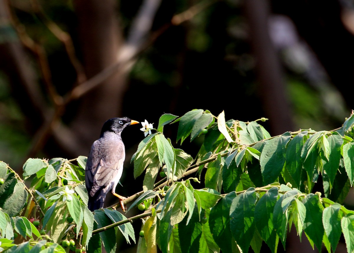 Jungle Myna - ML52234081