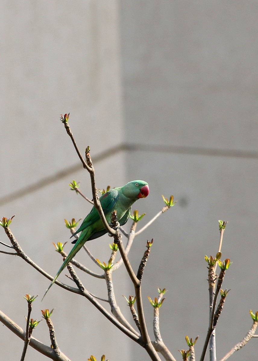 Alexandrine Parakeet - ML52234091