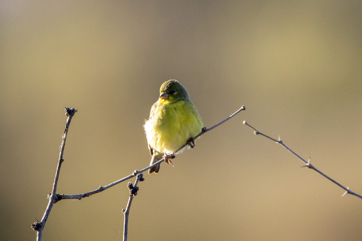 Lesser Goldfinch - ML522341151