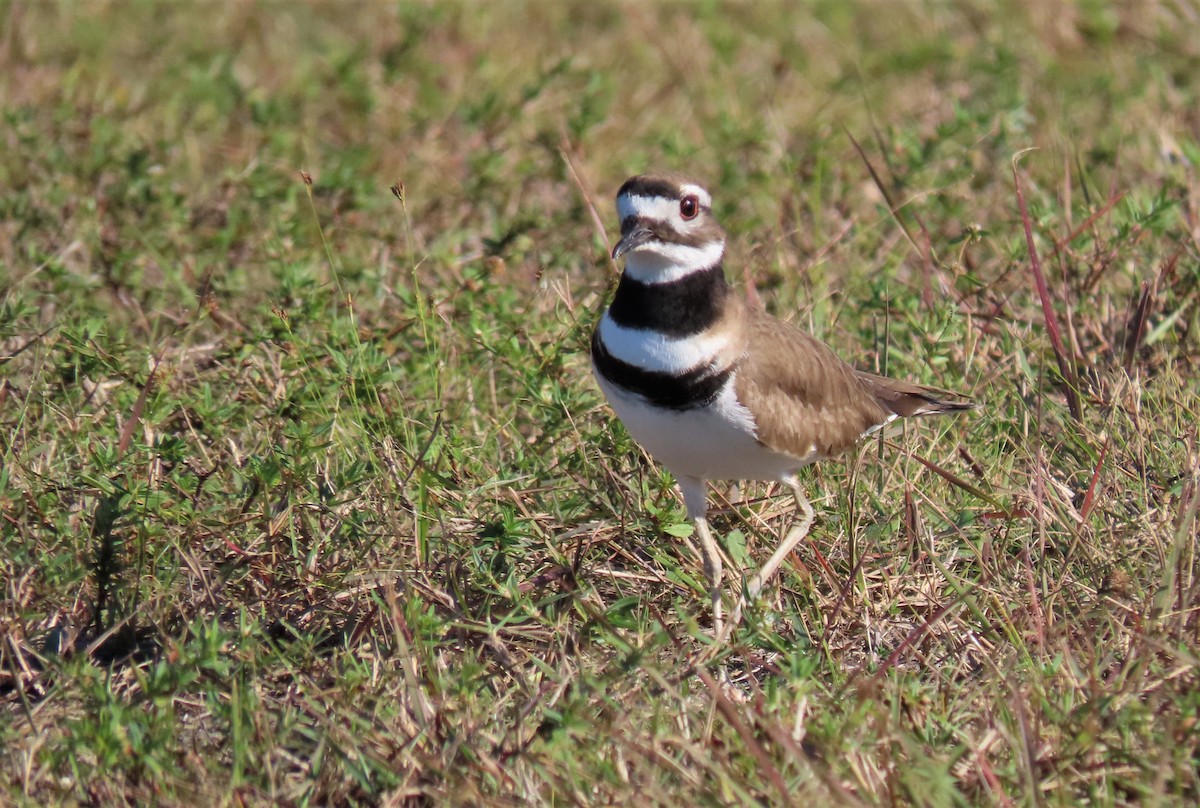 Killdeer - ML522342541