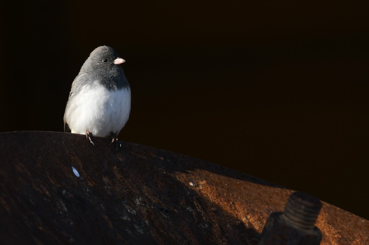 Dark-eyed Junco (Slate-colored) - Mason Currier