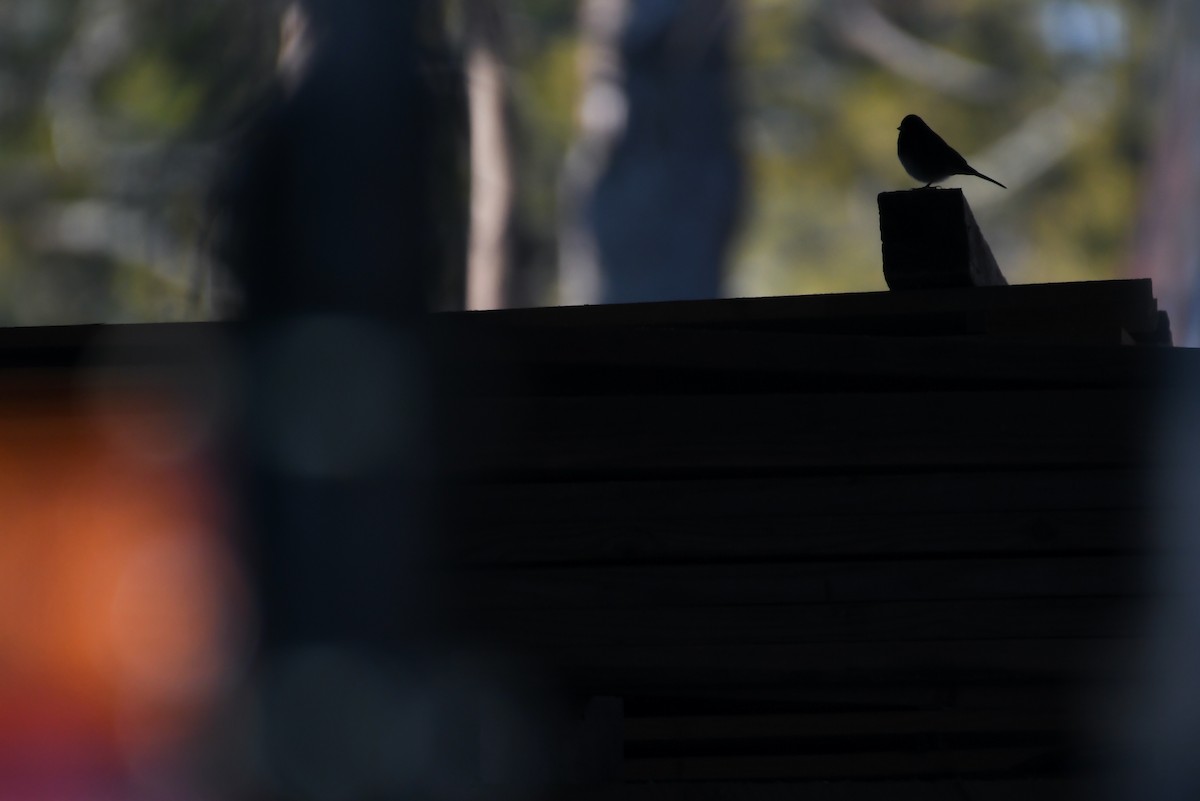 Dark-eyed Junco (Slate-colored) - Mason Currier