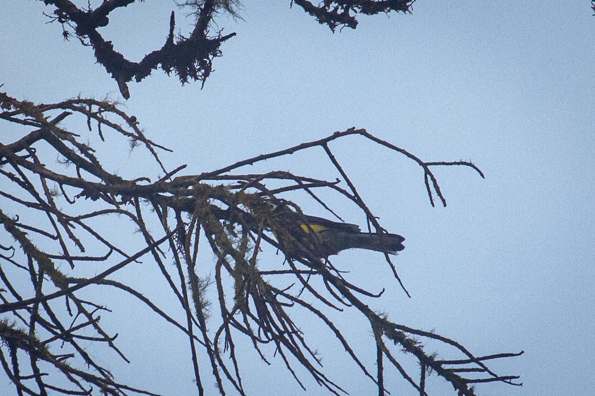 White-fronted Redstart - ML522344101