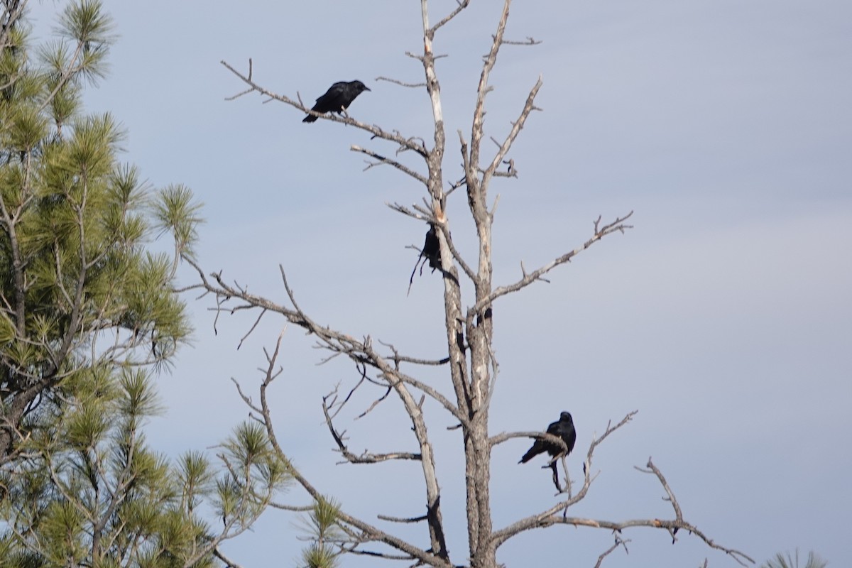 American Crow - ML522344151