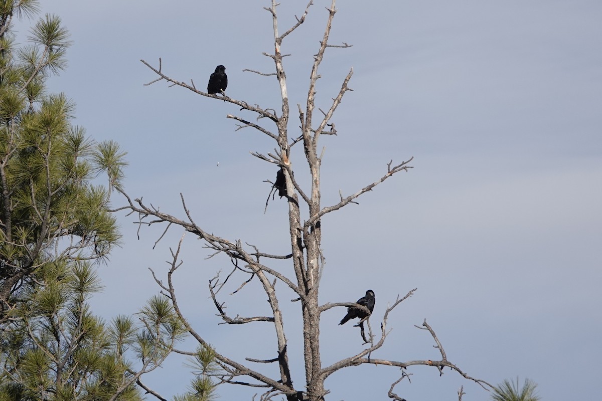 American Crow - ML522344161