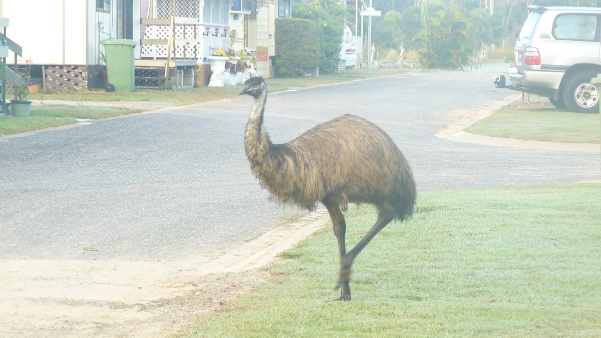emu hnědý - ML522344191