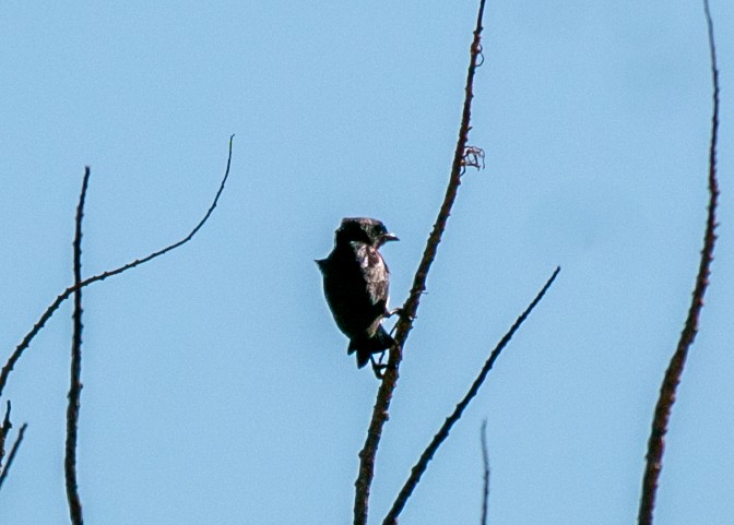 Mistletoebird - ML522345971