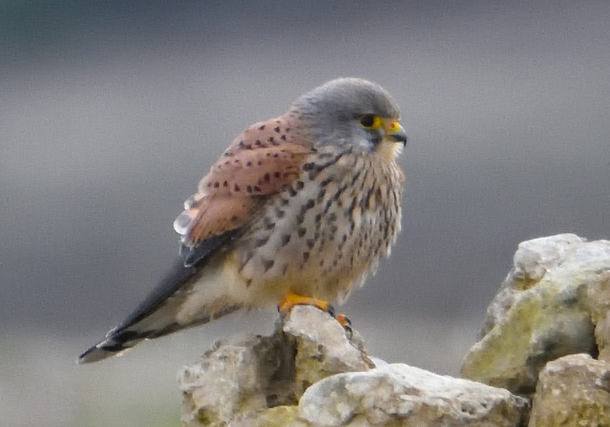 Eurasian Kestrel - Mu Sano