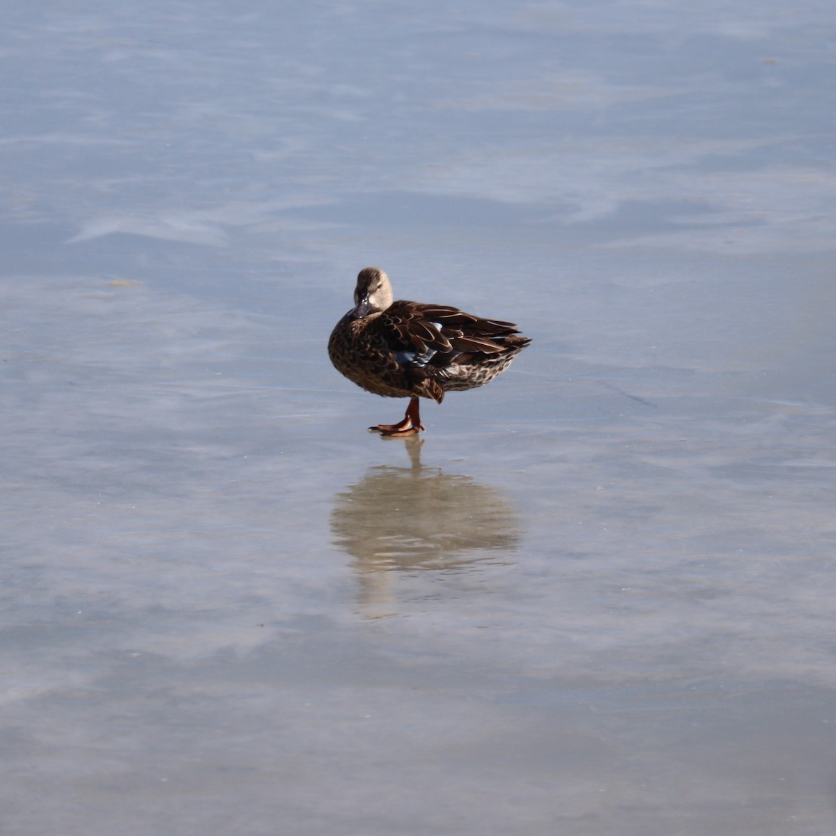 Blue-winged Teal - ML522346761