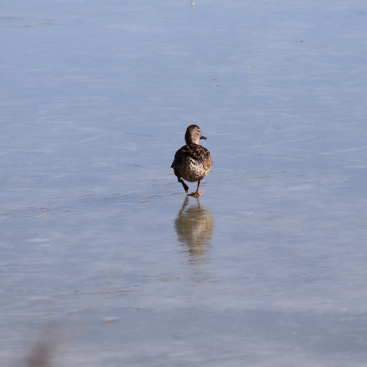 Blue-winged Teal - ML522346771