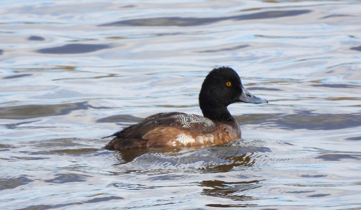 Lesser Scaup - Russlyn M