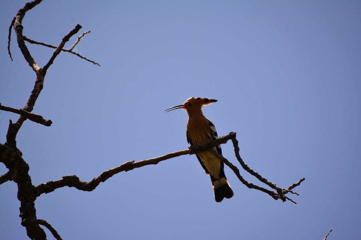 Eurasian Hoopoe - Mohammad Amin Ghaffari