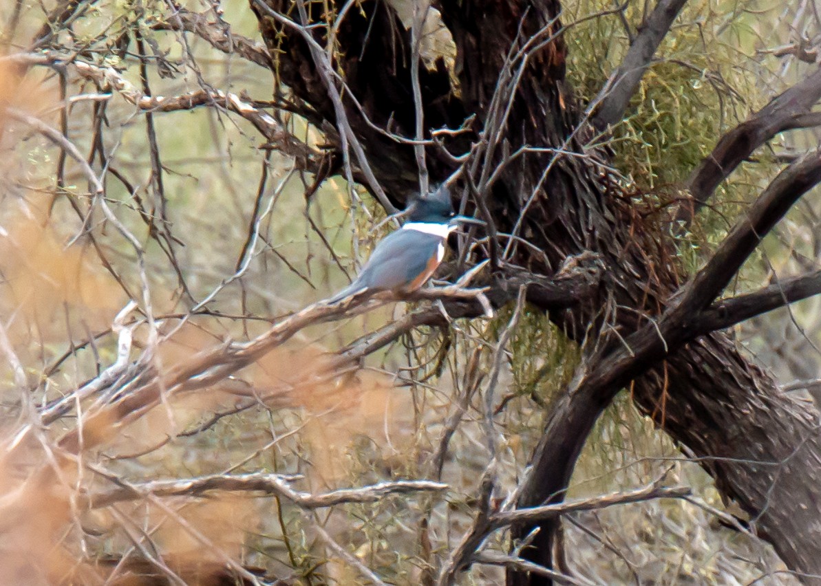 Belted Kingfisher - Marleigh Fletcher