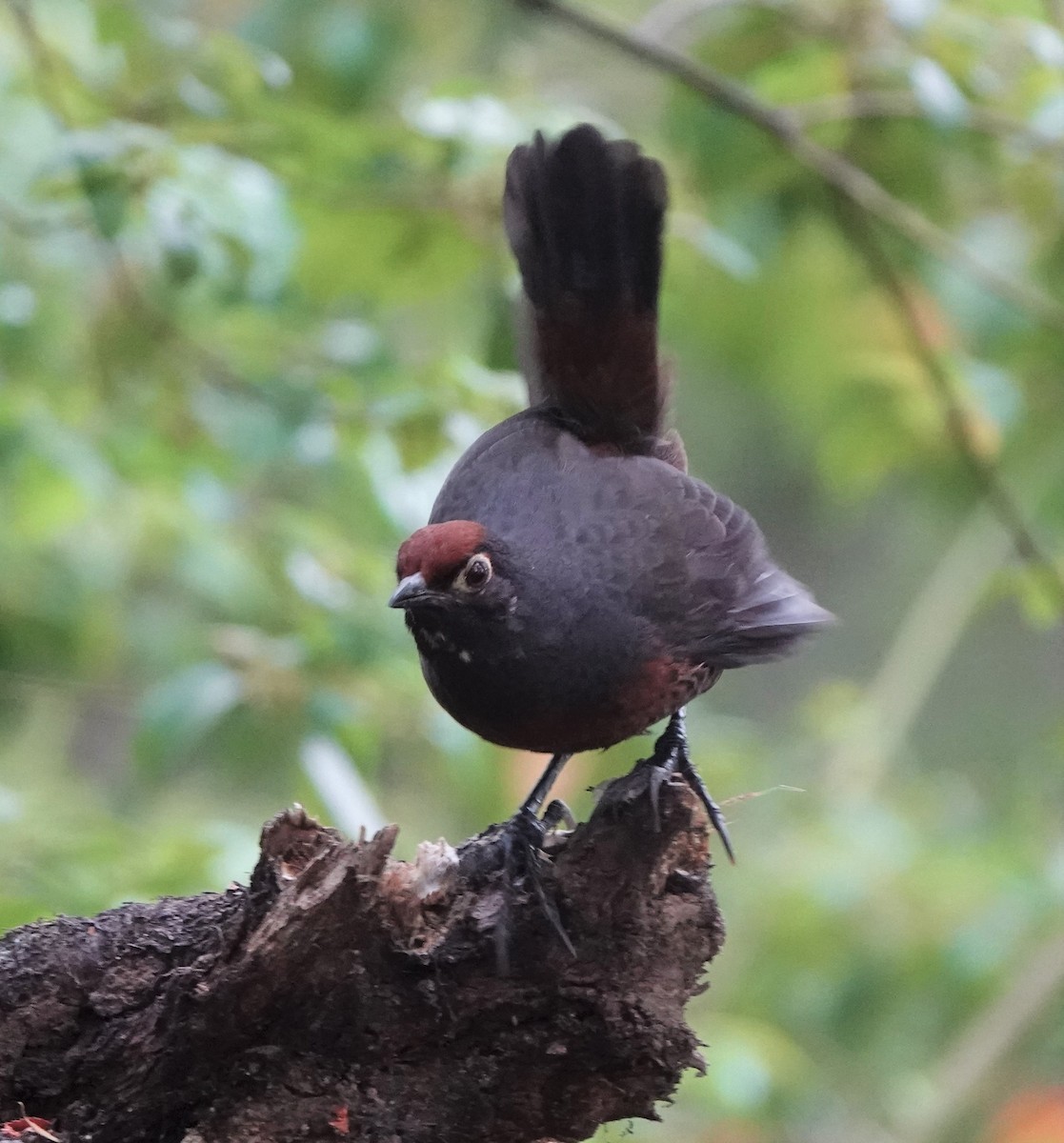 Black-throated Huet-huet - ML522348601