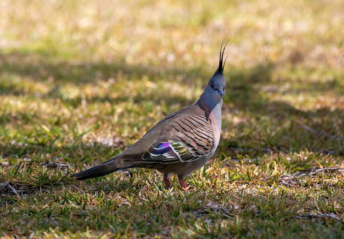 Crested Pigeon - Blythe Nilson