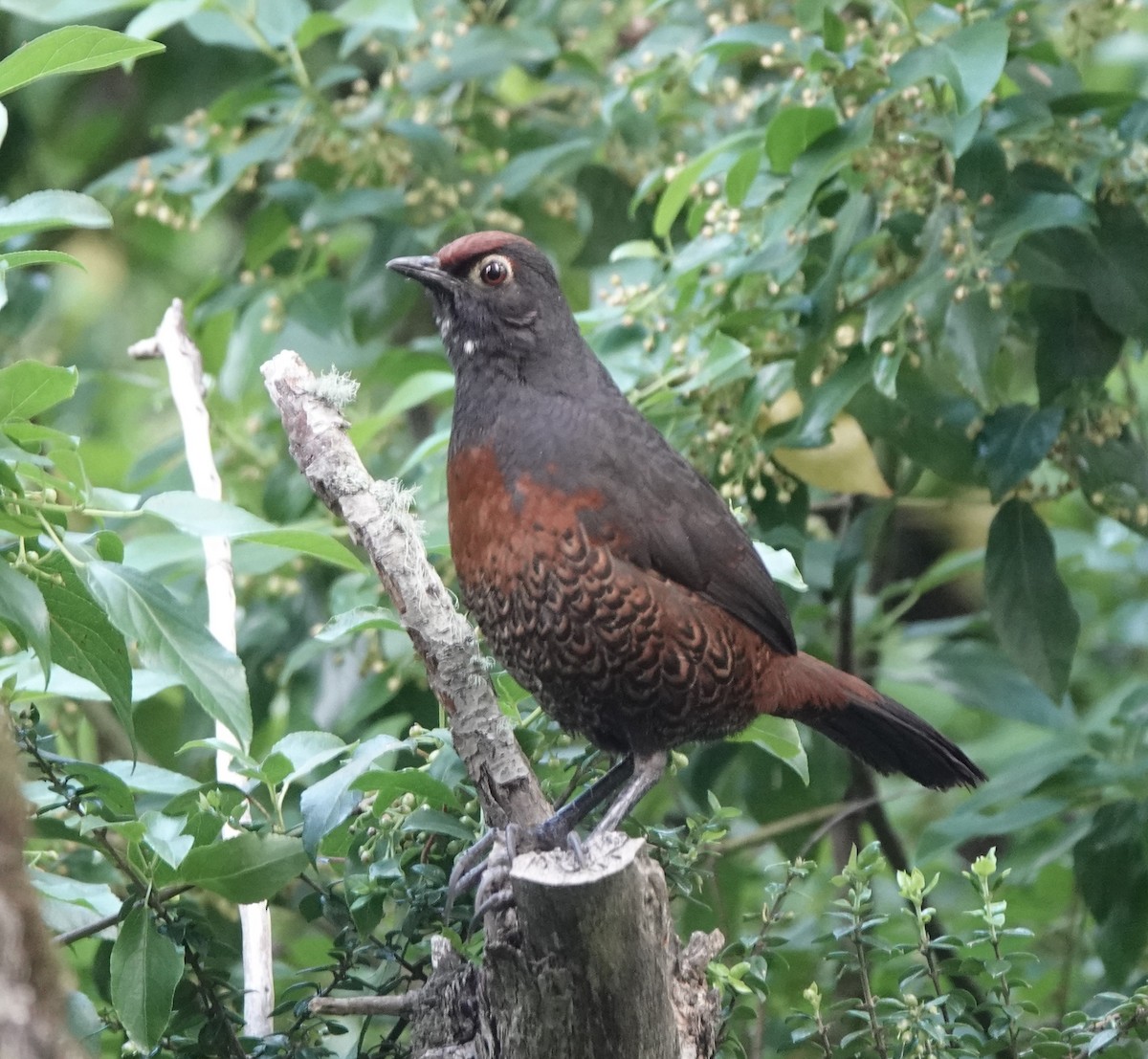 Black-throated Huet-huet - ML522348781