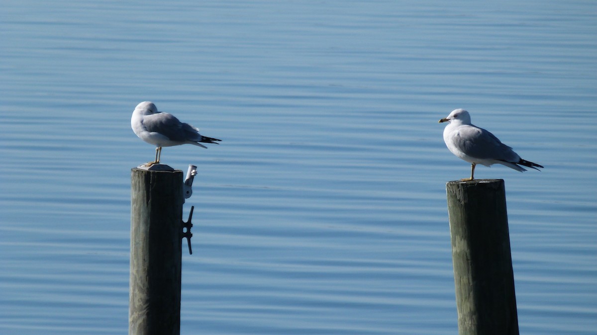 Ring-billed Gull - ML522348801