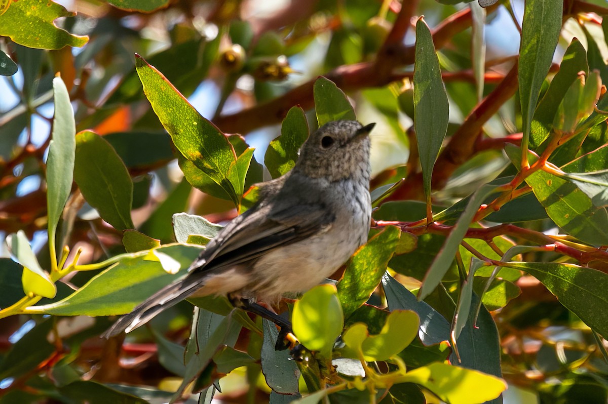 Inland Thornbill - Blythe Nilson