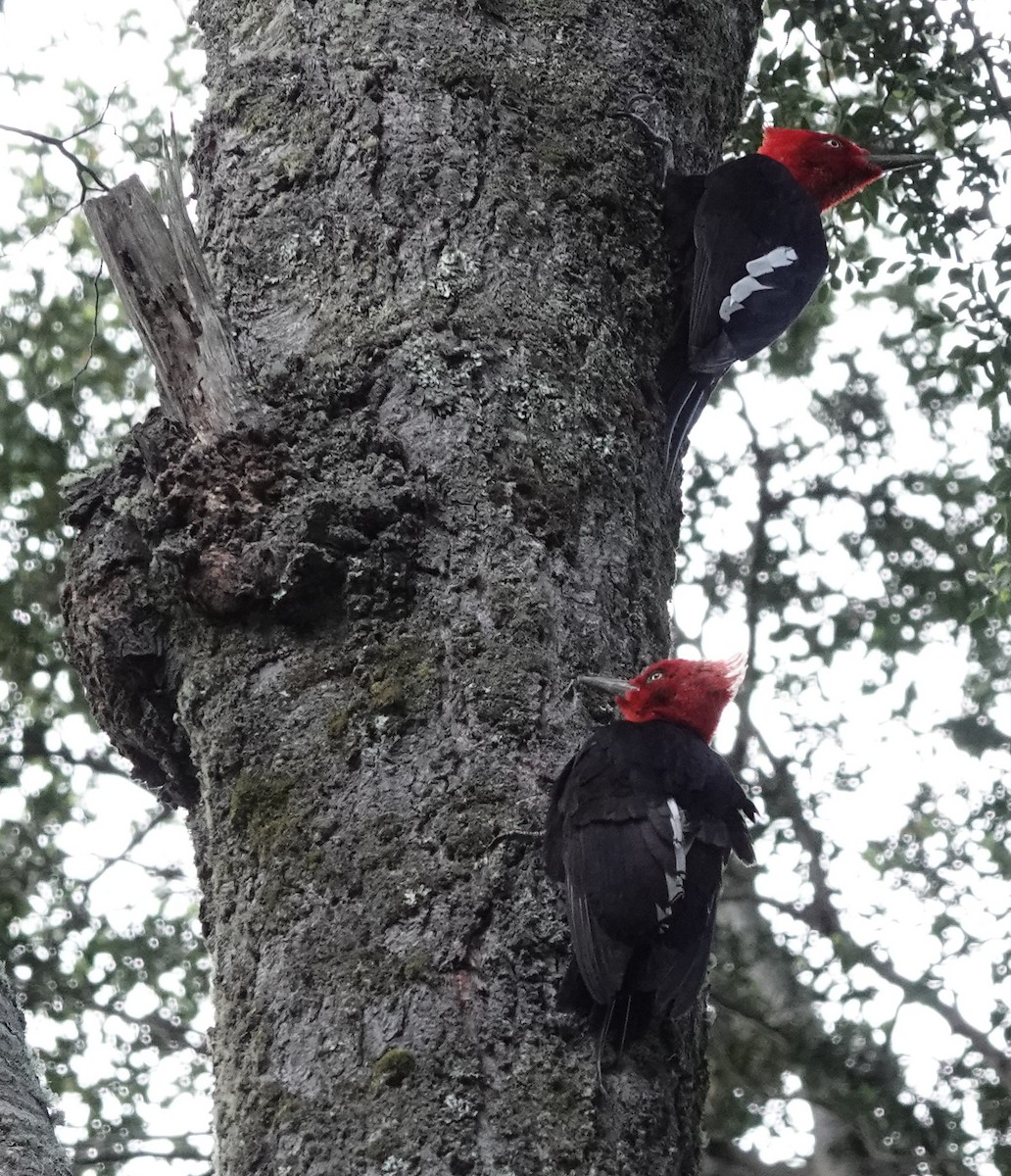 Magellanic Woodpecker - ML522349811