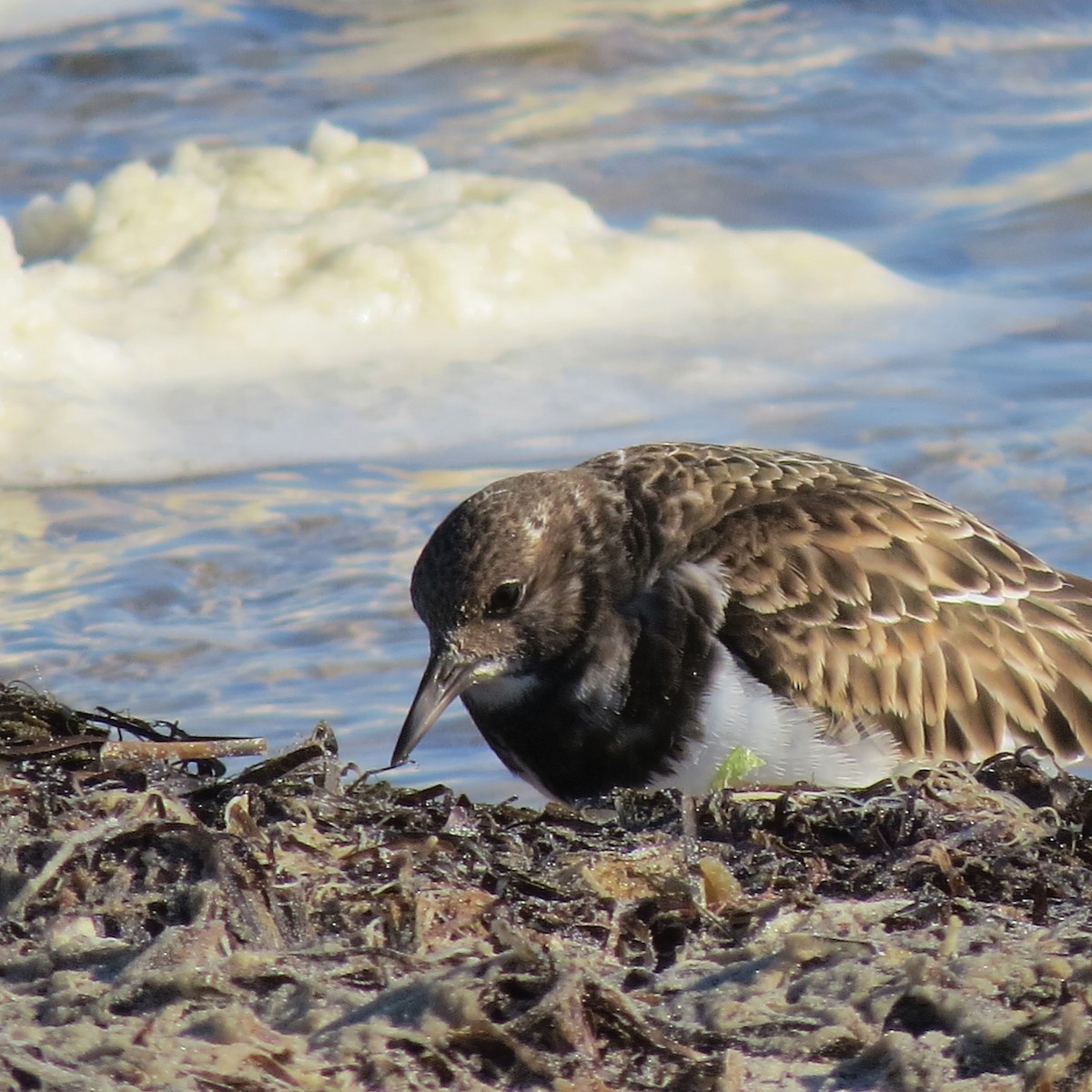 Ruddy Turnstone - ML522350721