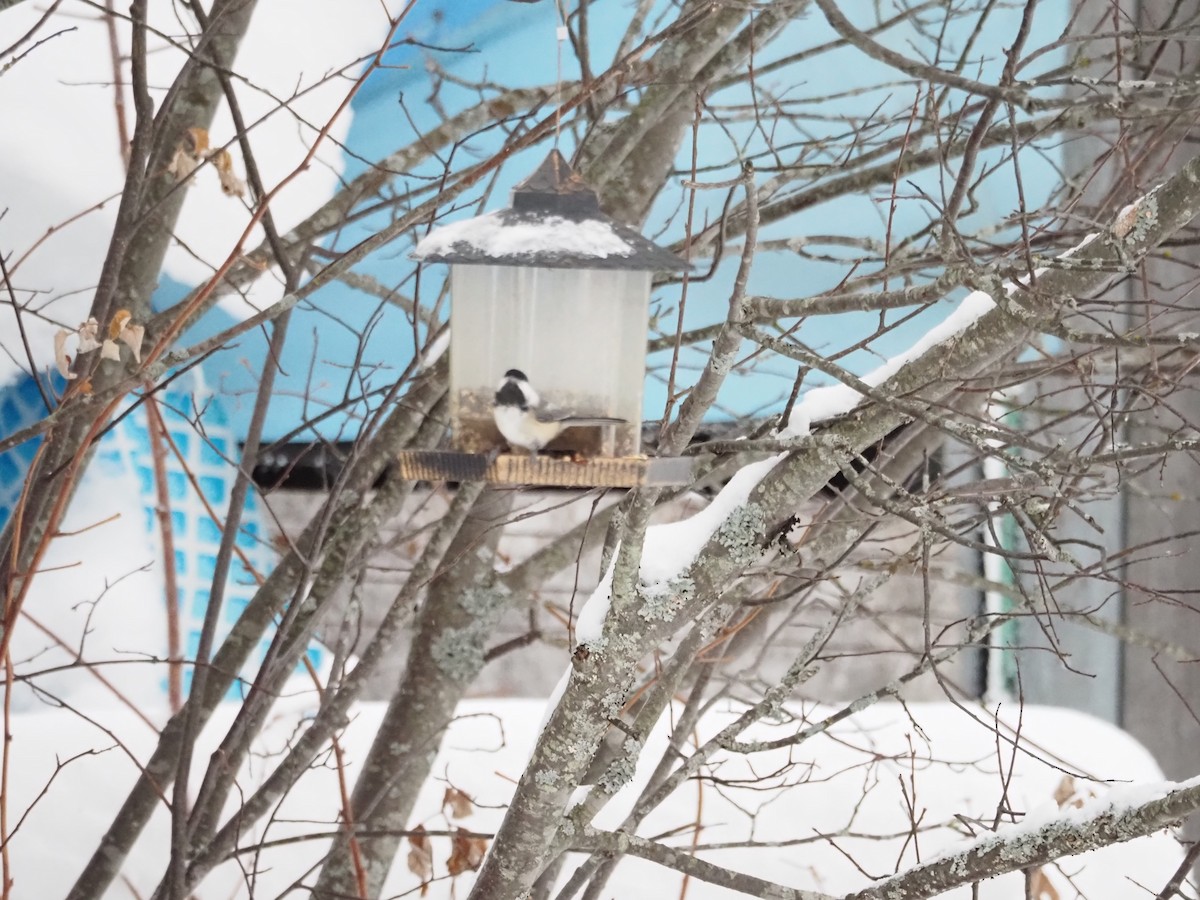 Black-capped Chickadee - ML522350881