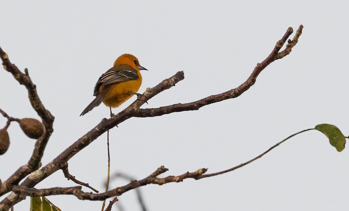 Orchard Oriole - ML522352361