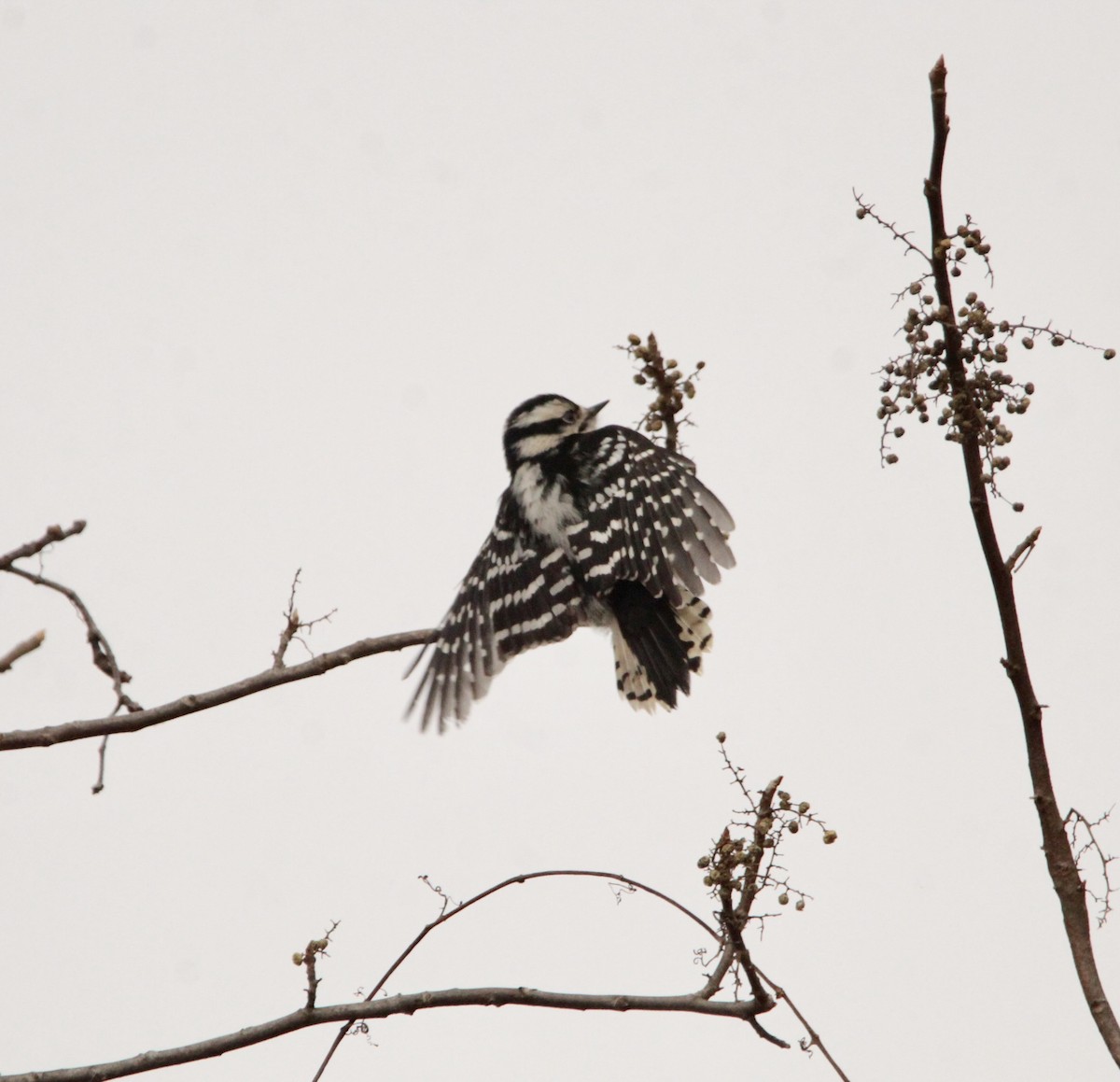 Downy Woodpecker - ML522352911