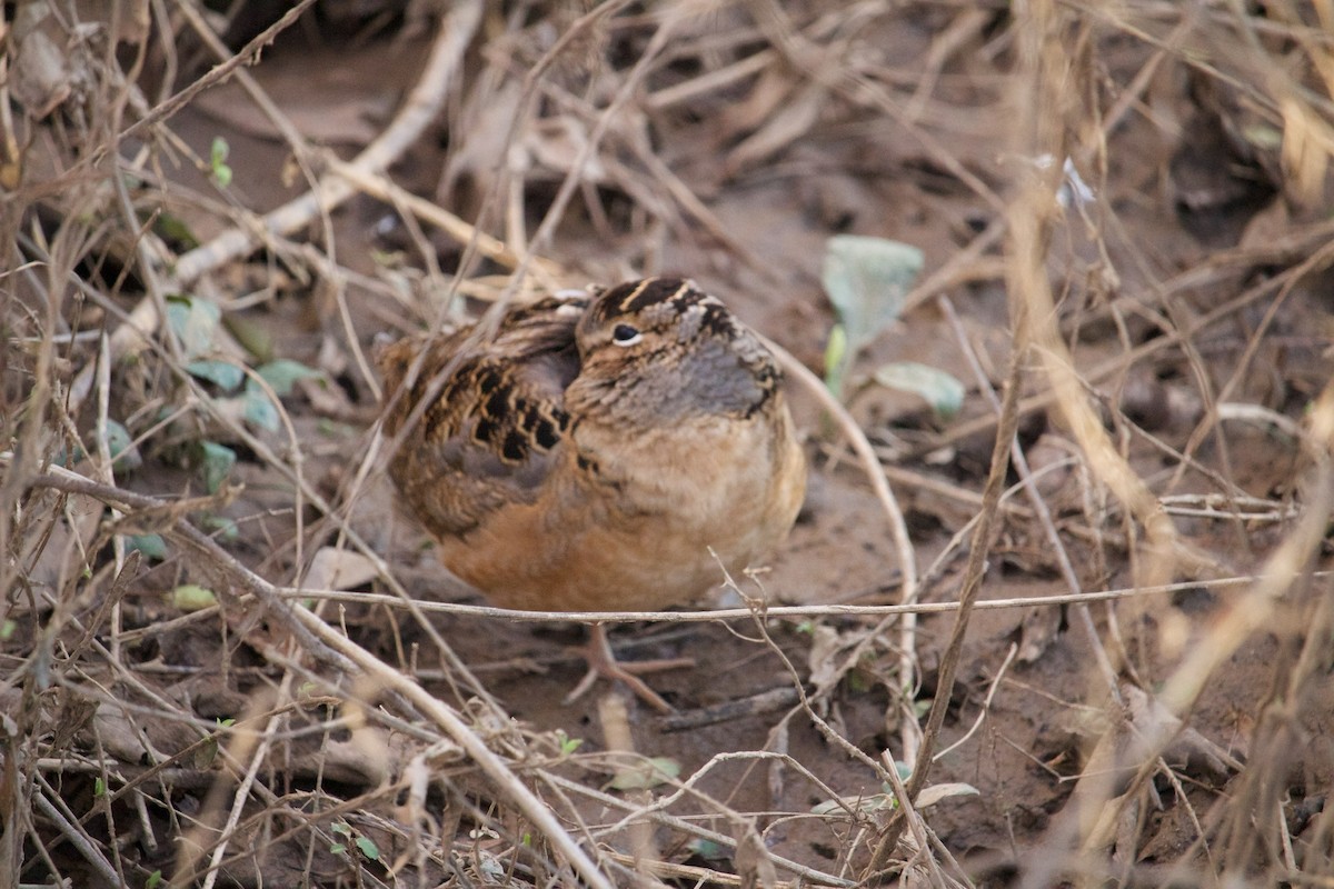 American Woodcock - ML522353101