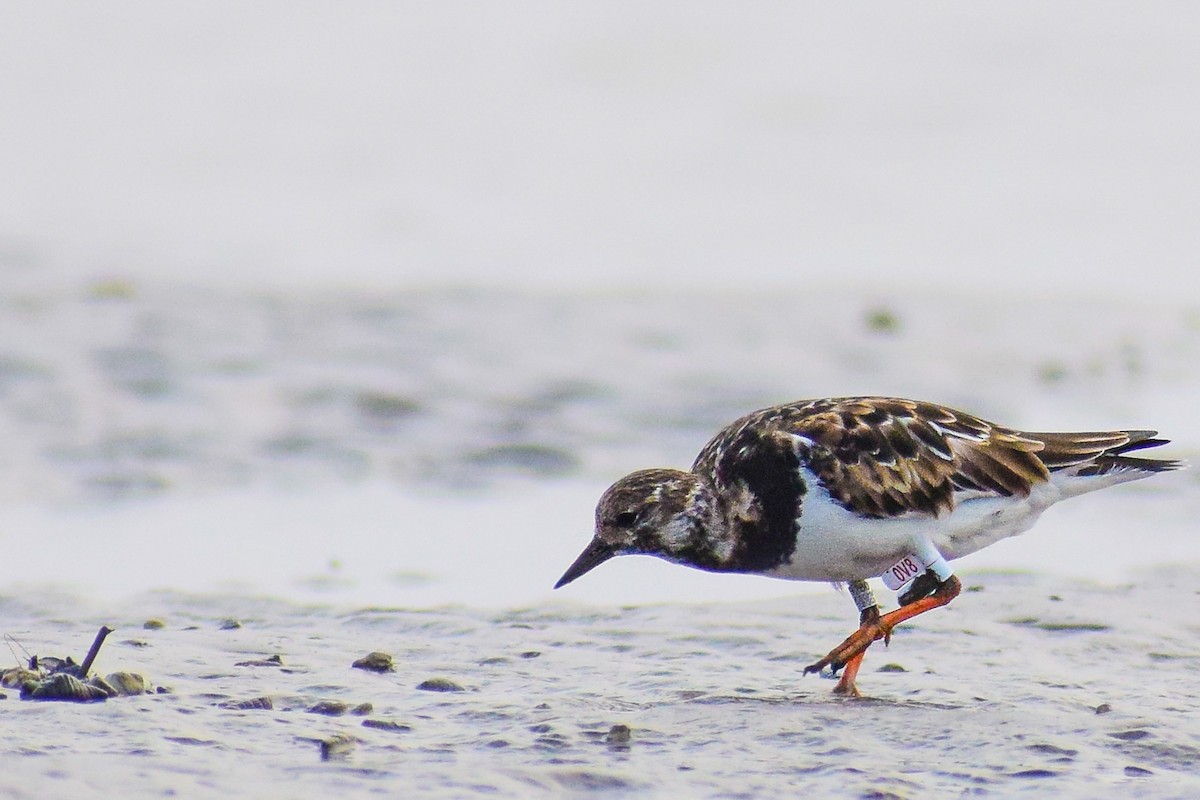 キョウジョシギ - ML522353471