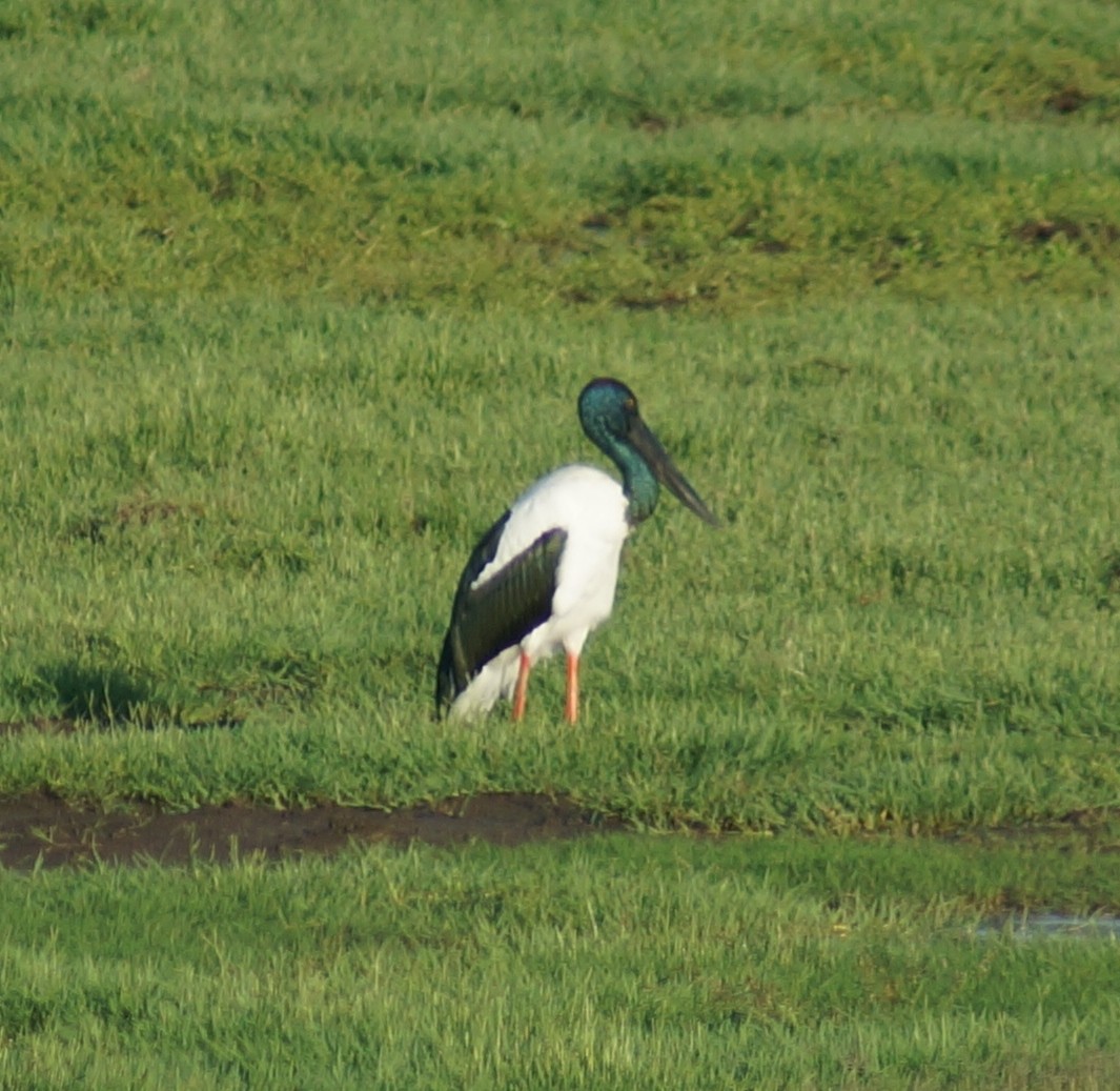 Black-necked Stork - Sara Young
