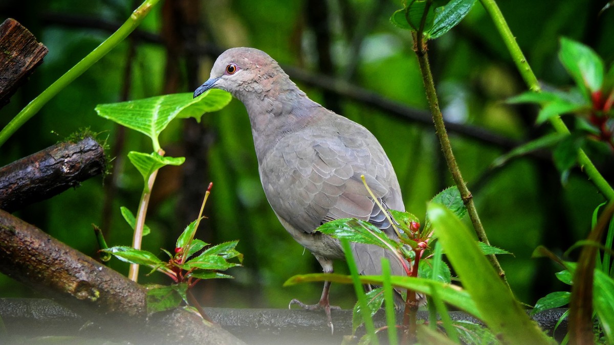 White-tipped Dove - ML522355981