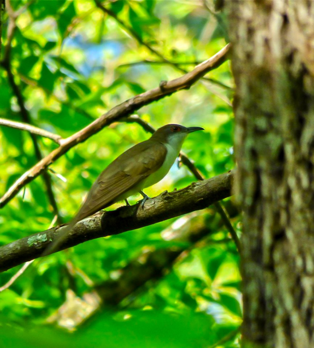 Black-billed Cuckoo - ML522356661