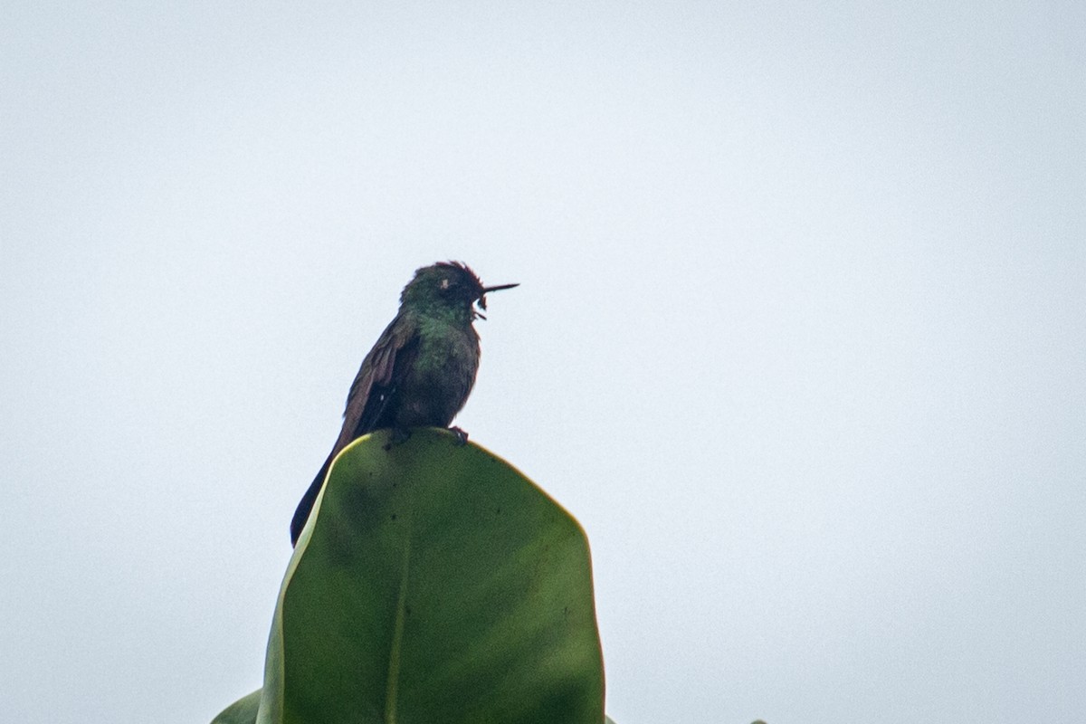 kolibřík dřišťálový - ML522356691