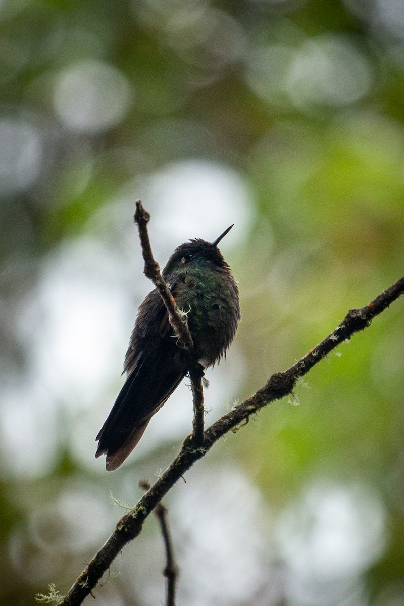 kolibřík dřišťálový - ML522356701