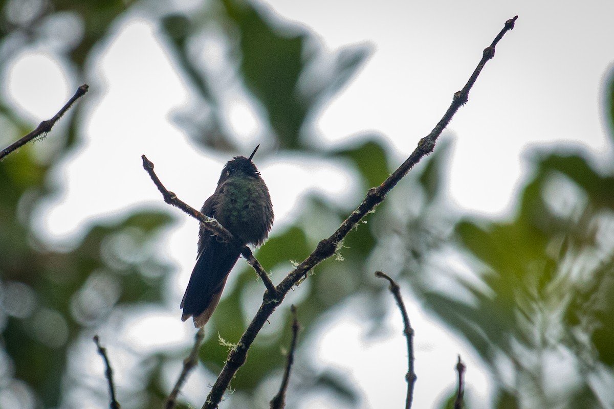 kolibřík dřišťálový - ML522356711