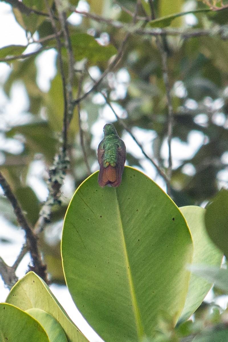 kolibřík dřišťálový - ML522356721