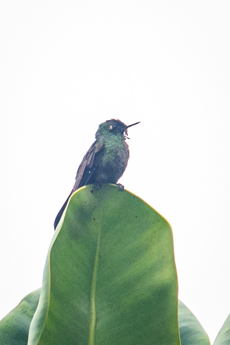 kolibřík dřišťálový - ML522356731