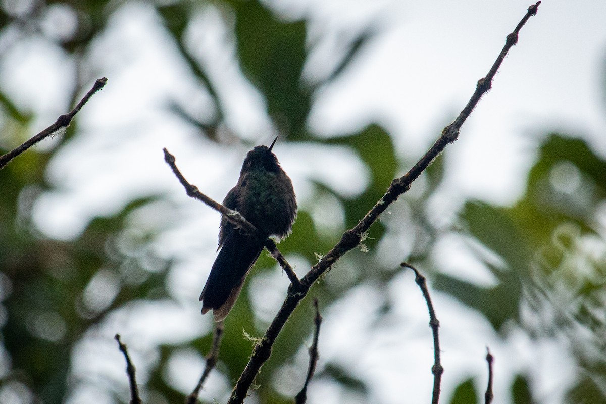 kolibřík dřišťálový - ML522356741