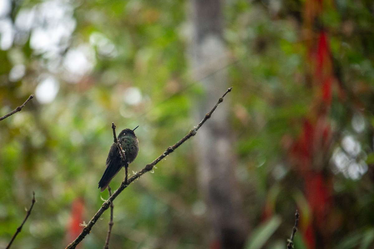 kolibřík dřišťálový - ML522356751