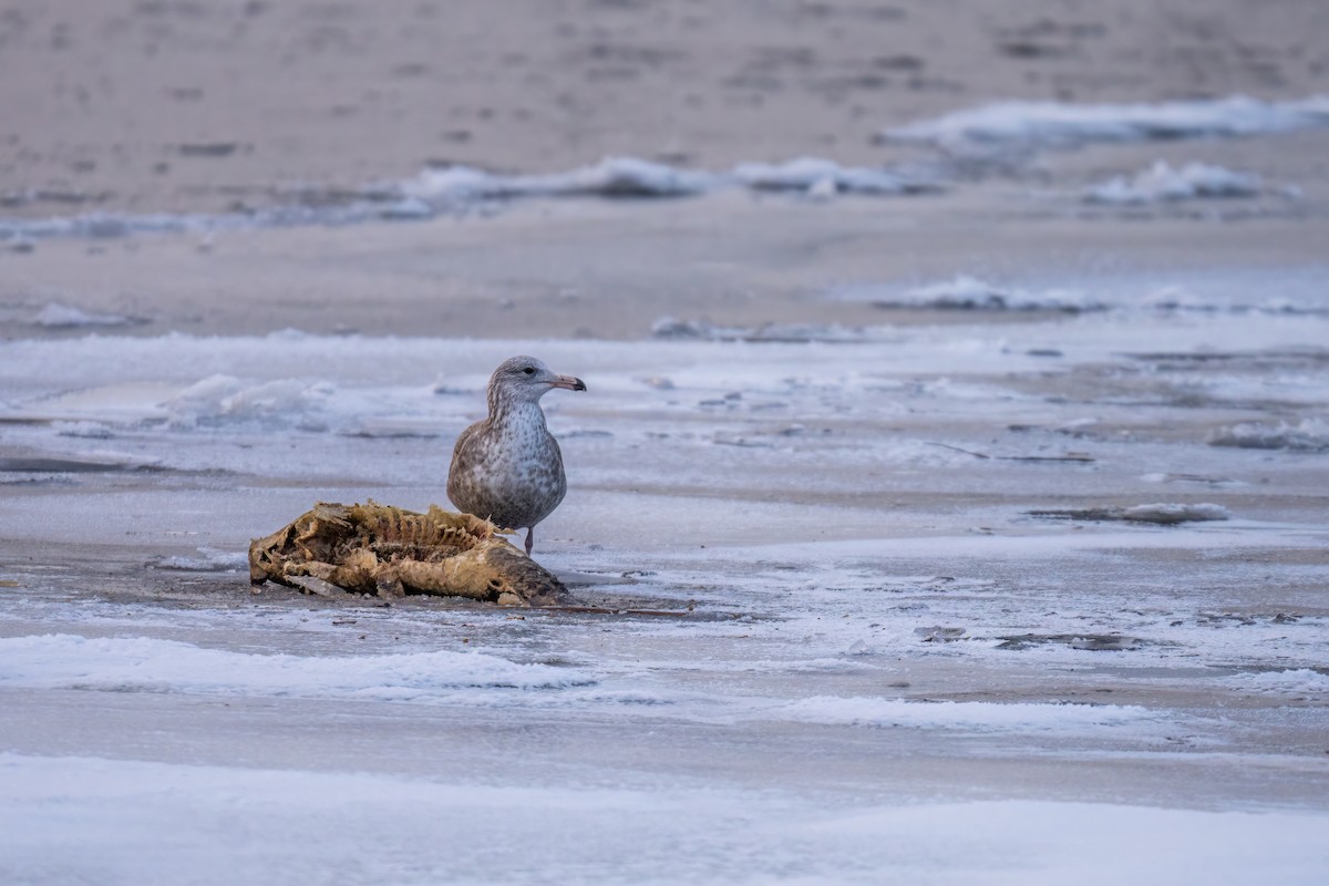 Herring Gull - ML522357291