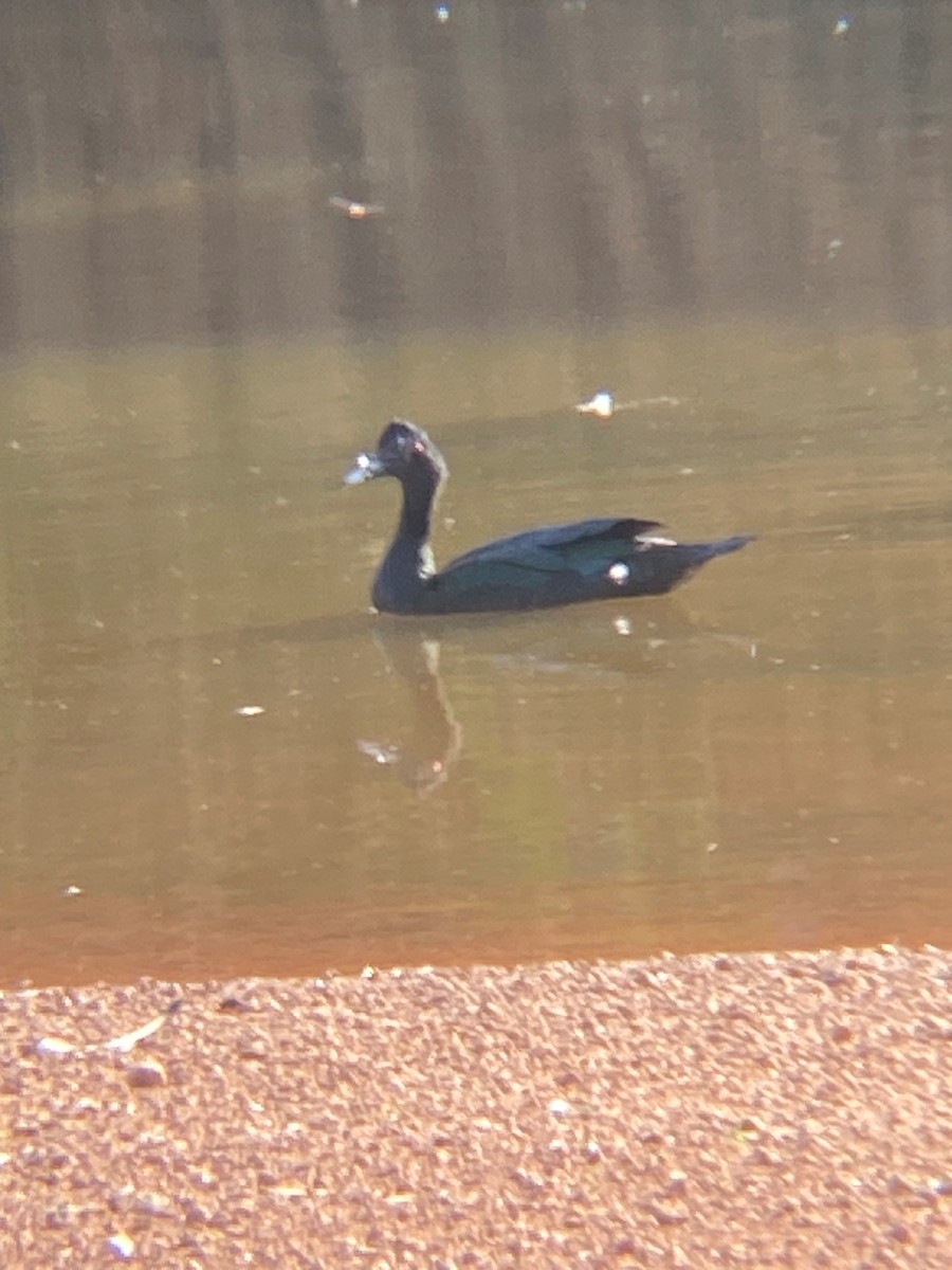 Muscovy Duck - ML522360771