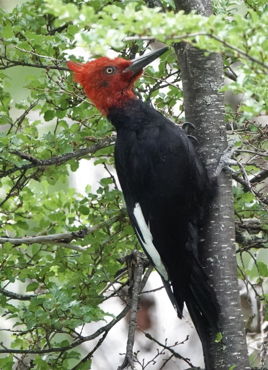 Magellanic Woodpecker - ML522362511