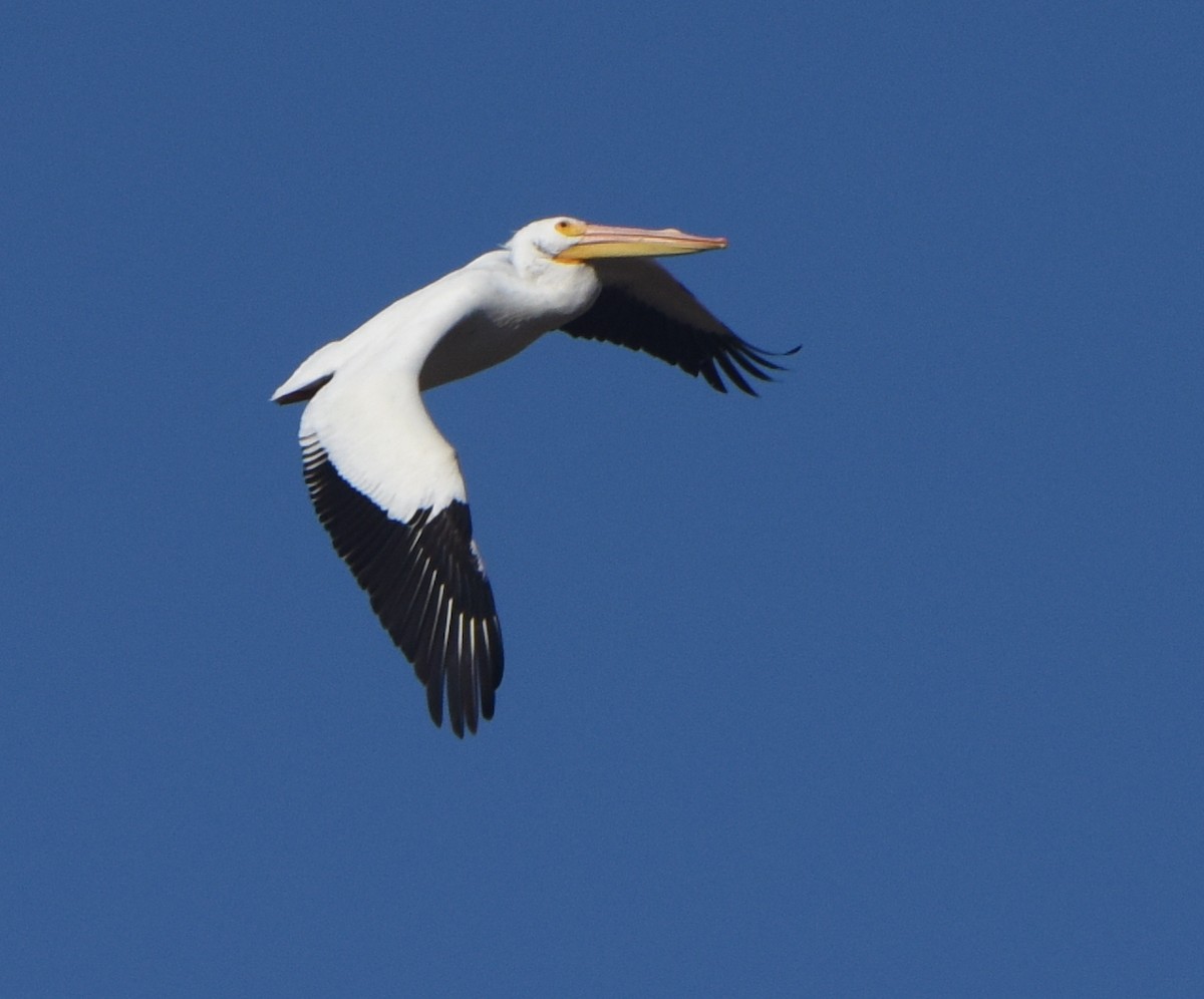 pelikán severoamerický - ML522363001