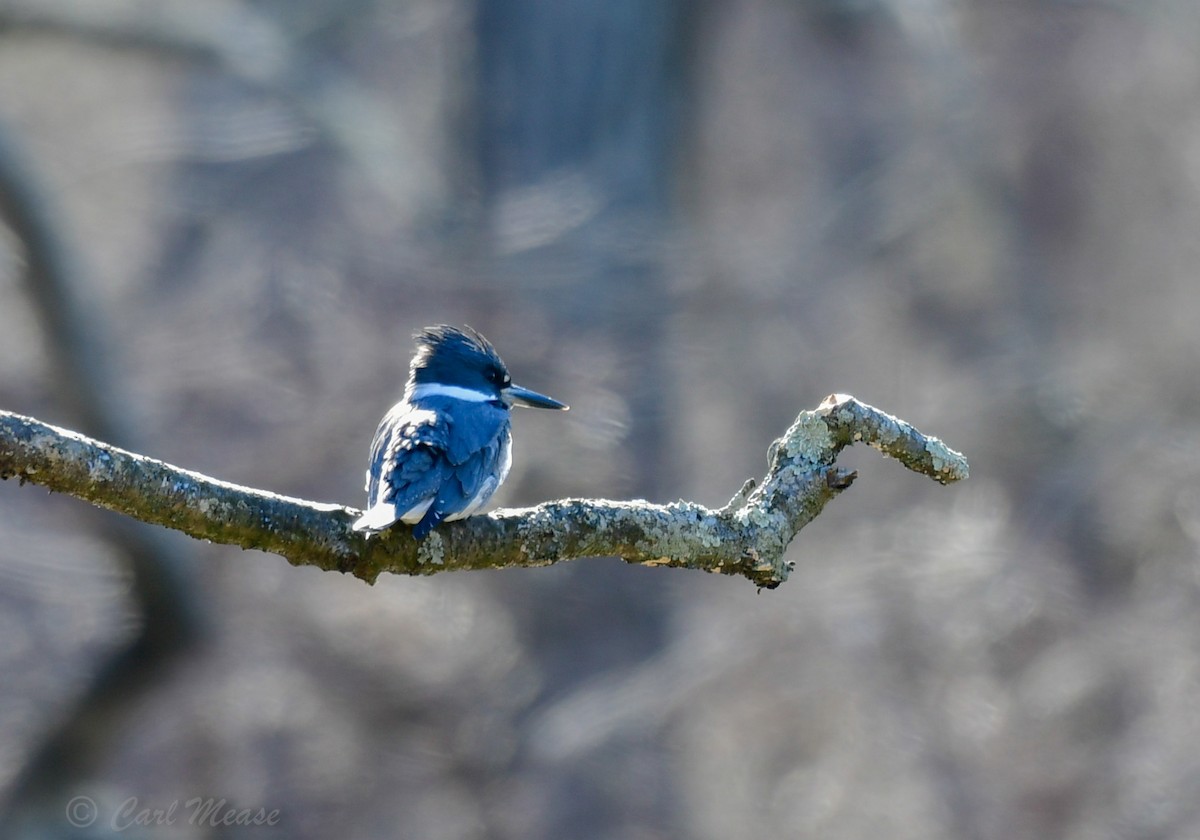 Belted Kingfisher - ML52236431
