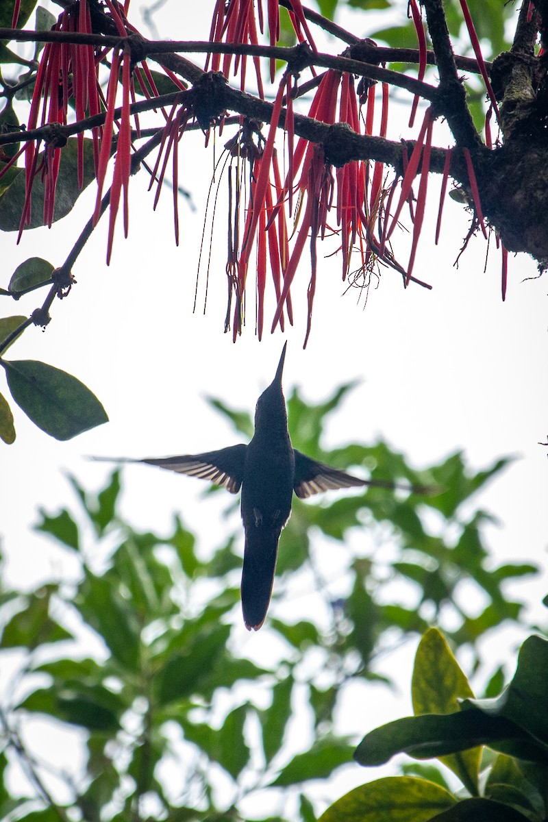 kolibřík dřišťálový - ML522364331