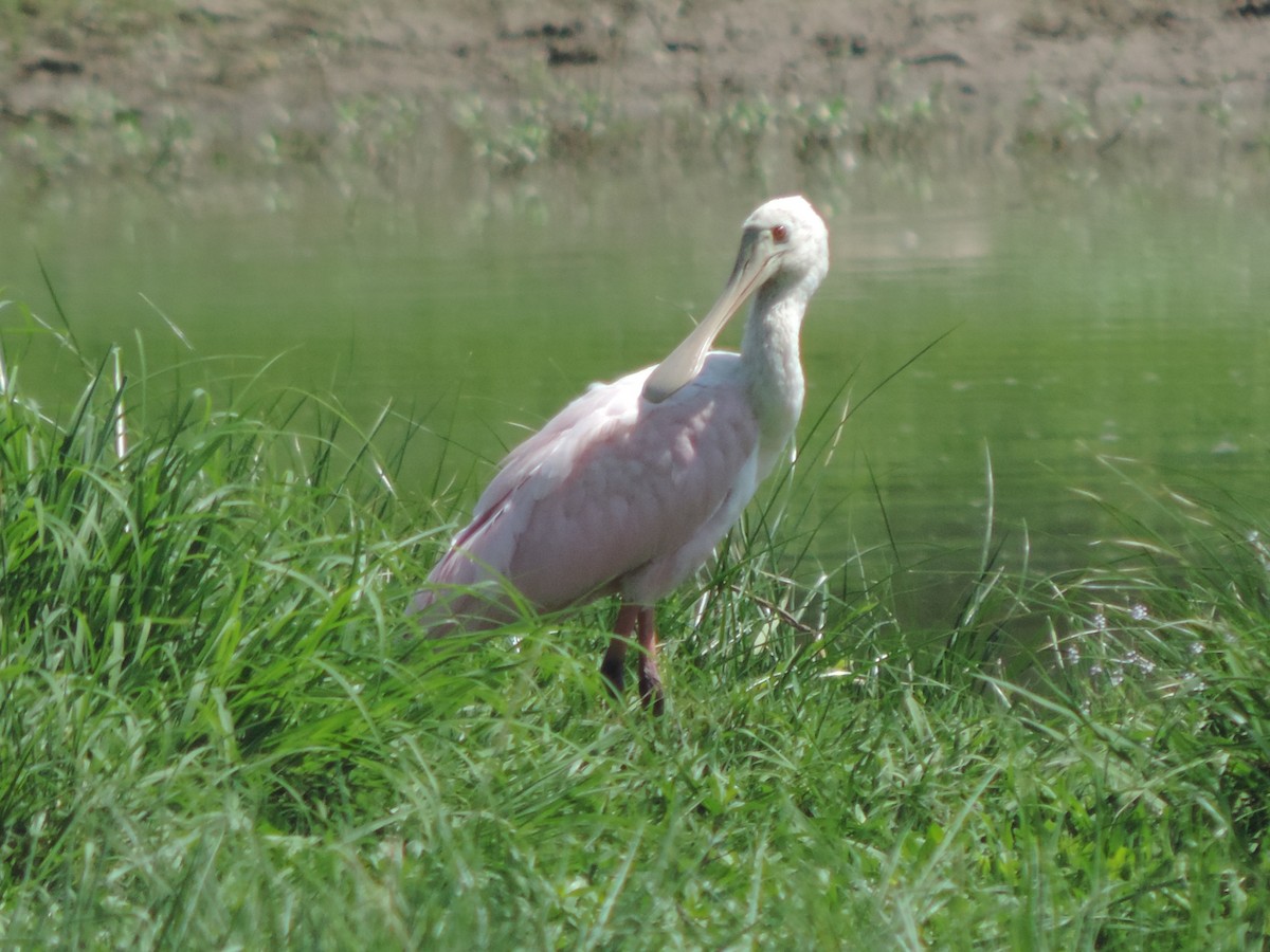 Roseate Spoonbill - ML522364771