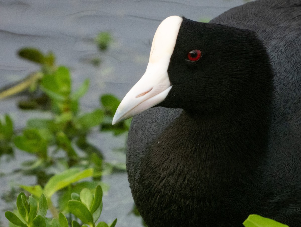 Hawaiian Coot (White-shielded) - ML522365421