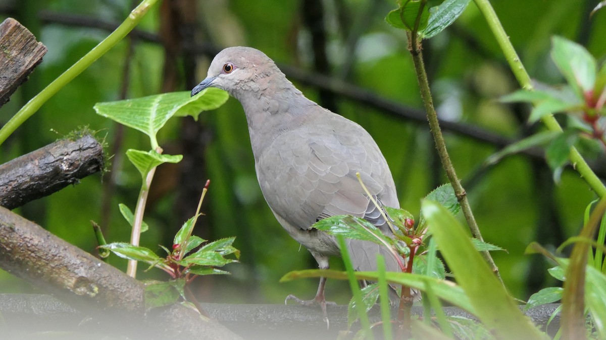 White-tipped Dove - ML522366211